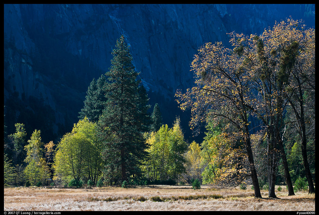 Trees in various foliage stages in Cook Meadow. Yosemite National Park, California, USA.