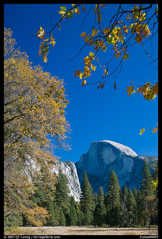 Half-Dome framed by branches with leaves in fall foliage. Yosemite National Park, California, USA.