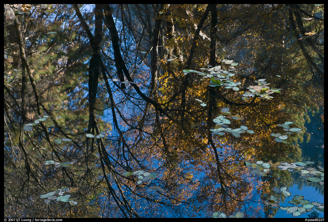 Reflexions of cliffs and trees in creek. Yosemite National Park, California, USA.