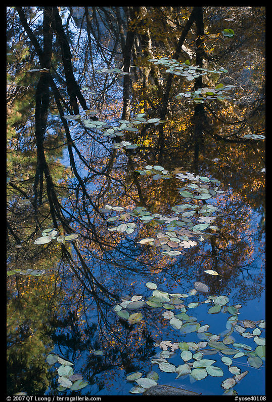 Fallen leaves and reflexions. Yosemite National Park, California, USA.