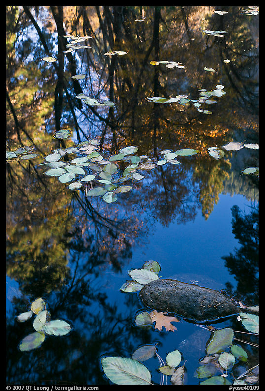 Creek with trees in autumn color reflected. Yosemite National Park, California, USA.