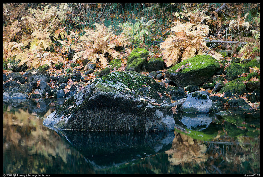 Ferms, mossy boulders, and reflexions. Yosemite National Park, California, USA.