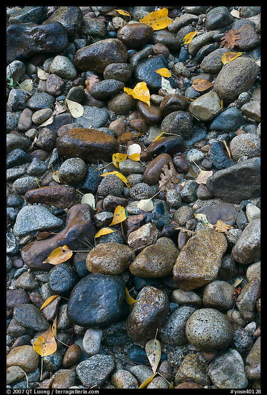 Pebbles and fallen leaves. Yosemite National Park, California, USA.