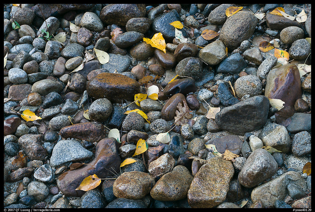 Autumn leaves and pebbles. Yosemite National Park, California, USA.