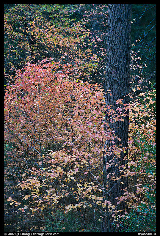 Dogwoods in autum foliage and trunk. Yosemite National Park