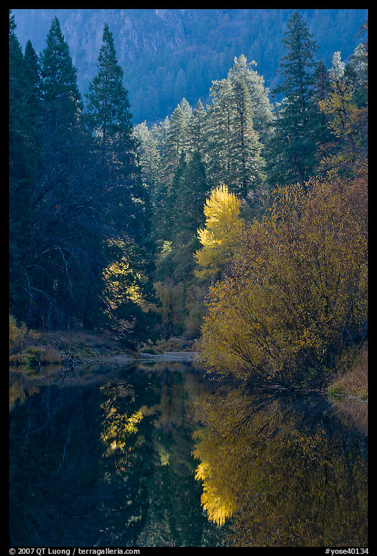 Sunlit autumn tree, Merced River. Yosemite National Park, California, USA.