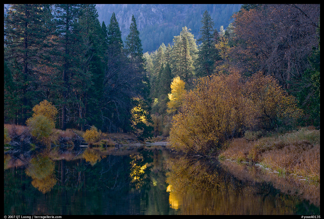Bright autumn tree, Merced River. Yosemite National Park, California, USA.