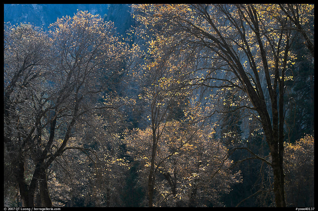 Backlit oak trees with sparse leaves, El Capitan Meadow. Yosemite National Park