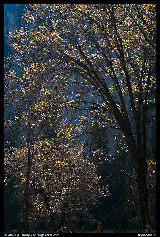 Oak trees and dark cliff, El Capitan Meadow. Yosemite National Park