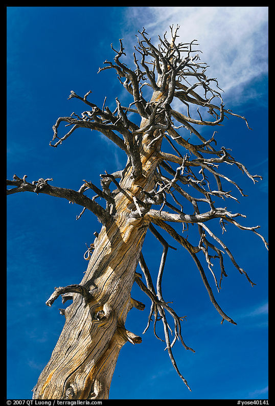 Dead Lodgepole Pine. Yosemite National Park, California, USA.
