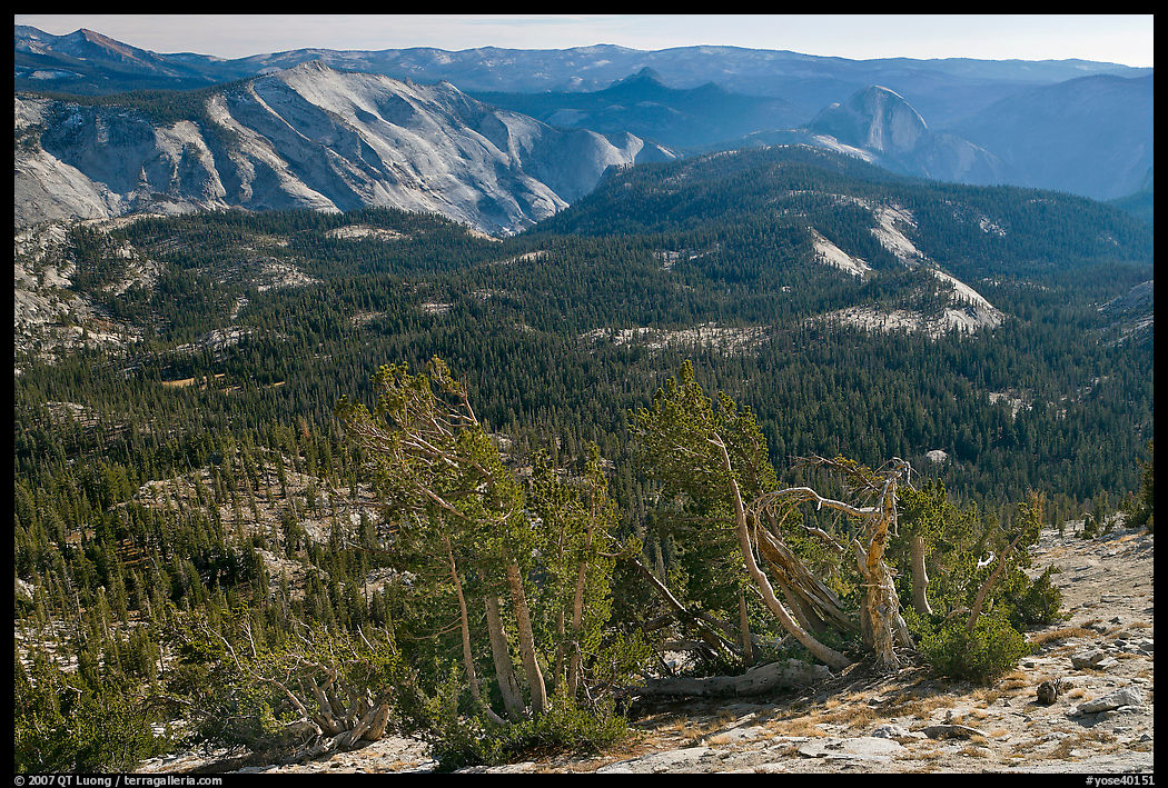 Wind-curved trees, Clouds Rest and Half-Dome from Mount Hoffman. Yosemite National Park, California, USA.