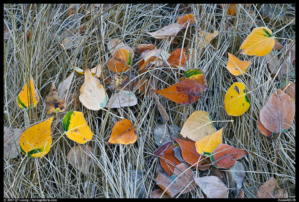 Leaves and grass with frost. Yosemite National Park, California, USA.