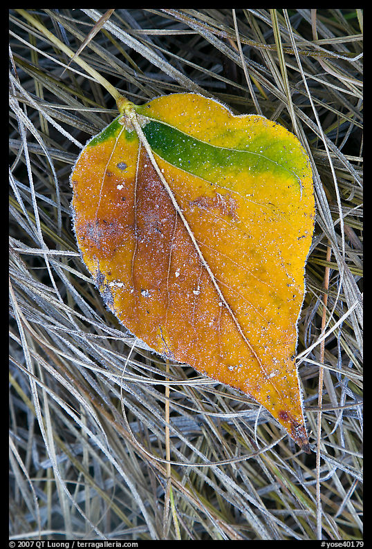 Close-up of Frosted aspen leaf. Yosemite National Park, California, USA.