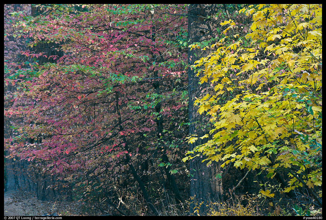 Dogwood and bigleaf Maple in autumn foliage. Yosemite National Park, California, USA.