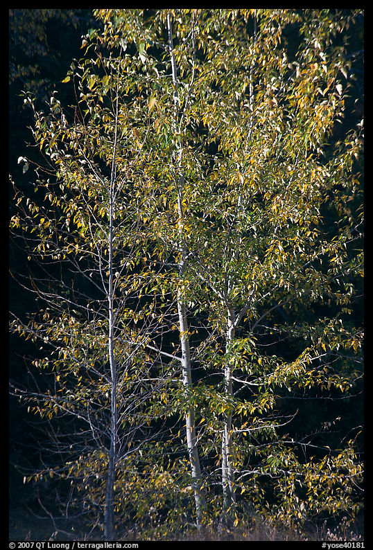 Backlit aspen. Yosemite National Park