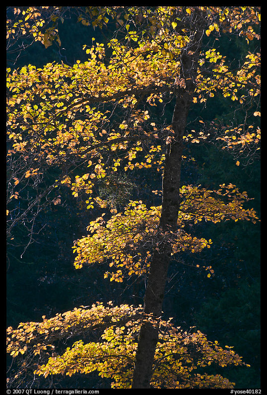Backlit tree with autum leaves. Yosemite National Park
