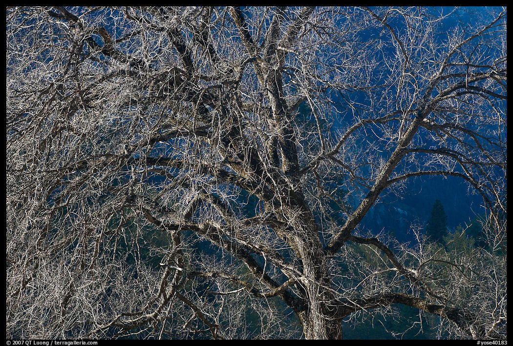 Elm tree and cliffs, morning. Yosemite National Park, California, USA.