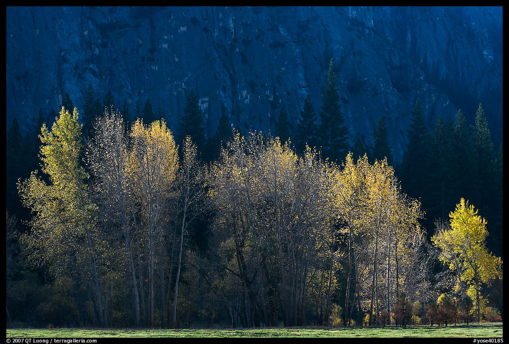 Trees with sparse autumn leaves, Sentinel Meadow. Yosemite National Park