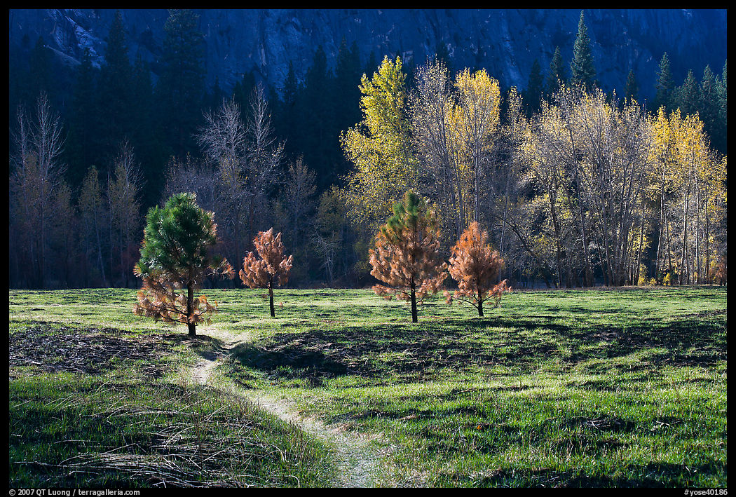 Trail in Sentinel Meadow in autumn. Yosemite National Park, California, USA.