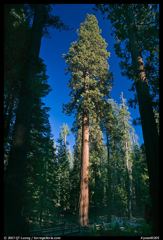 Maripose Grove of sequoia trees. Yosemite National Park, California, USA.