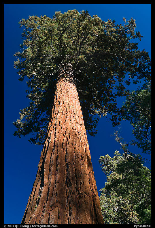 Towering sequoia tree, Mariposa Grove. Yosemite National Park, California, USA.