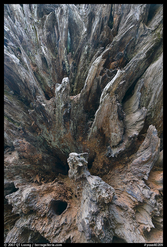 Roots of fallen sequoia tree, Mariposa Grove. Yosemite National Park, California, USA.