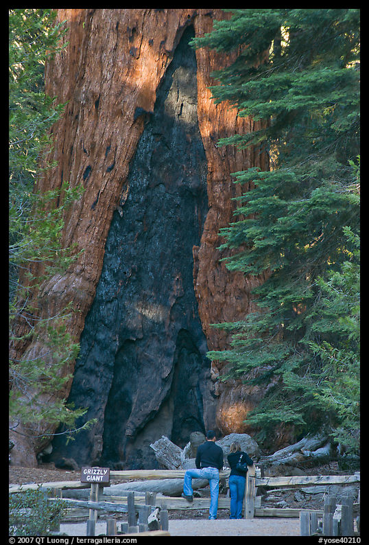 Couple at  base of  Grizzly Giant sequoia. Yosemite National Park, California, USA.