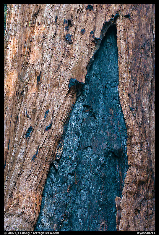 Bark detail of oldest tree in Mariposa Grove. Yosemite National Park, California, USA.