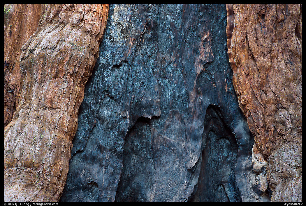 Fire scar on oldest sequoia in Mariposa Grove. Yosemite National Park, California, USA.
