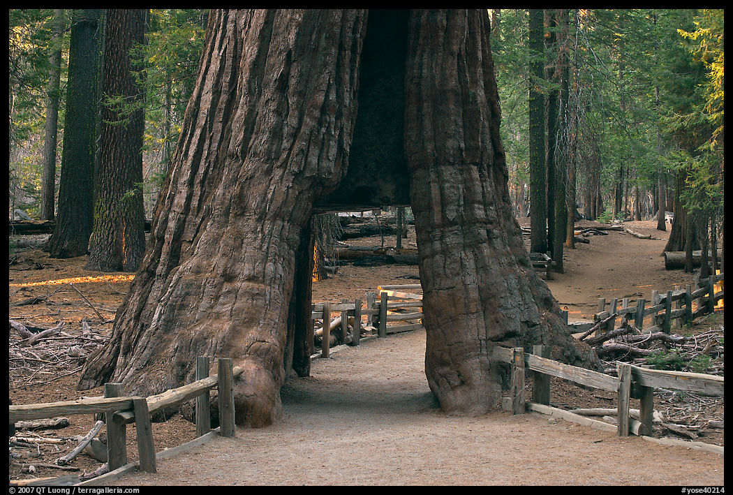 California tunnel tree, Mariposa Grove. Yosemite National Park, California, USA.