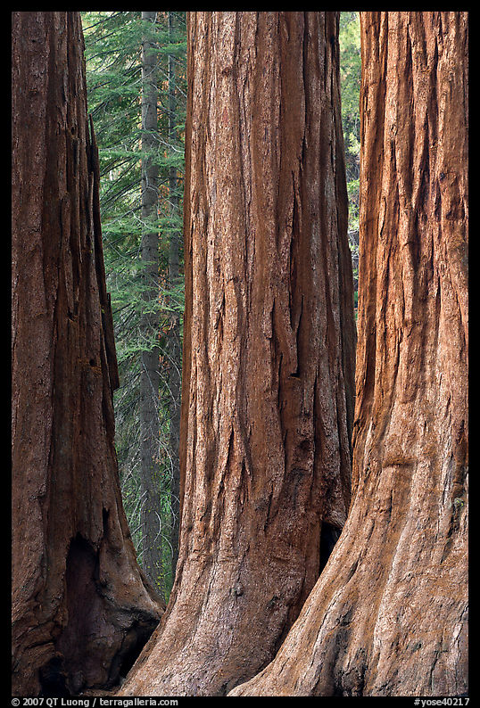 Base of sequoia tree trunks, Mariposa Grove. Yosemite National Park, California, USA.
