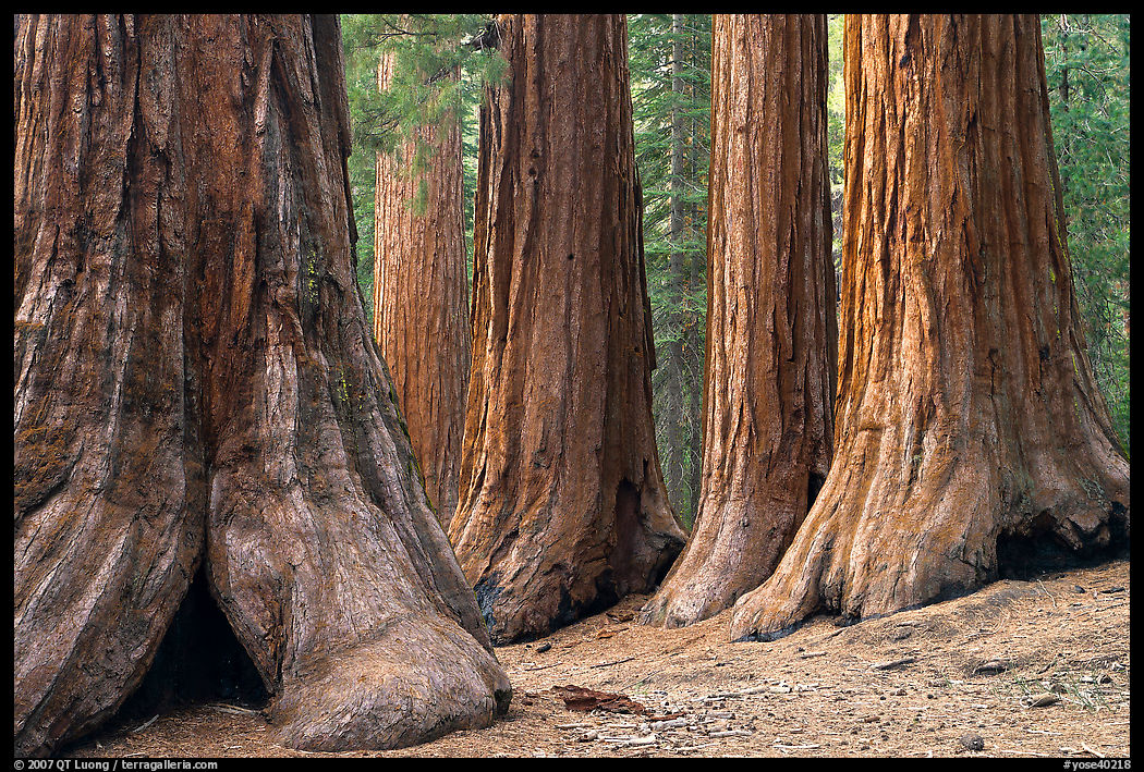 Sequoias called Bachelor and three graces, Mariposa Grove. Yosemite National Park