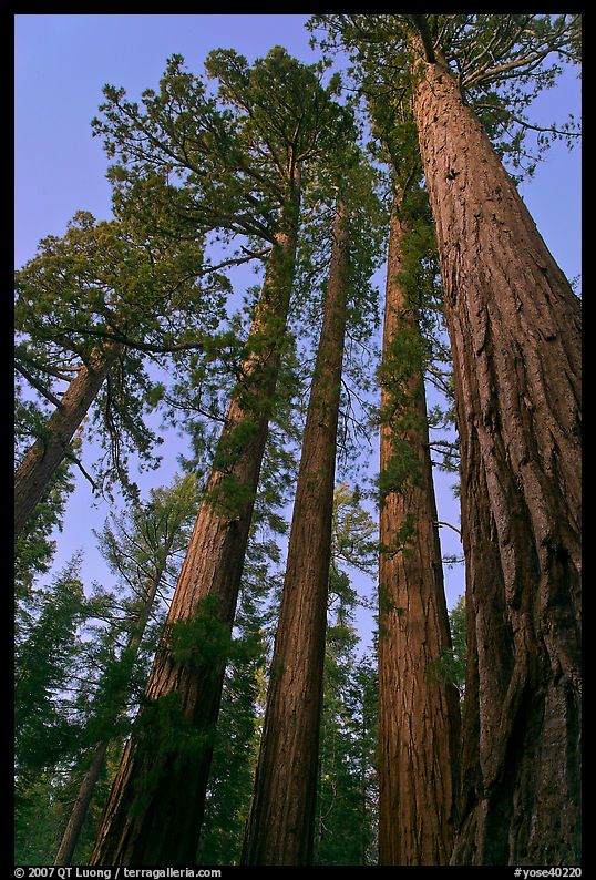 Sequoia trees at dusk, Mariposa Grove. Yosemite National Park