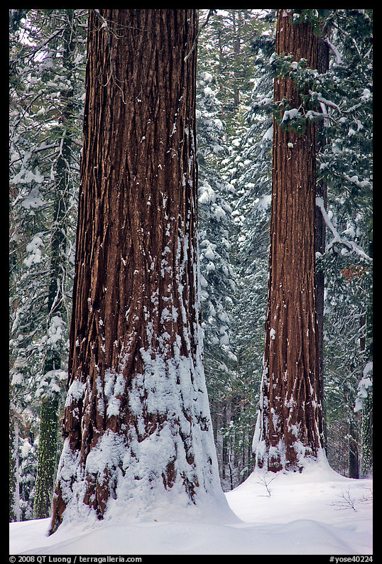 Sequoias and snowy trees, Tuolumne Grove. Yosemite National Park, California, USA.