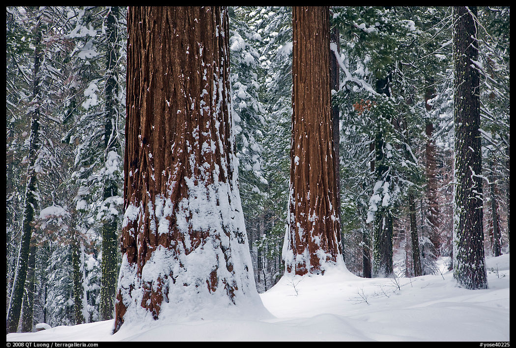 Tuolumne Grove of giant sequoias in winter. Yosemite National Park, California, USA.