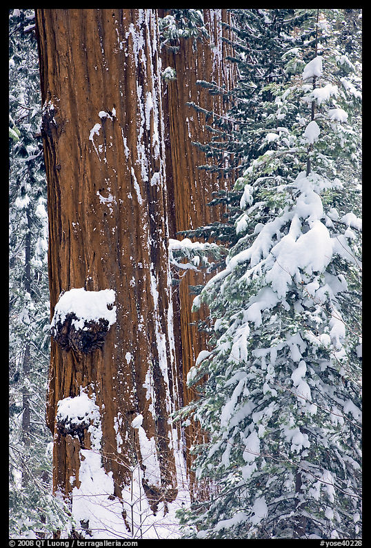 Giant Sequoias trees in winter, Tuolumne Grove. Yosemite National Park, California, USA.