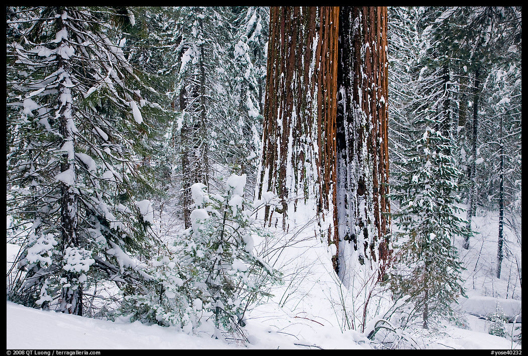 Sequoia forest in winter, Tuolumne Grove. Yosemite National Park, California, USA.