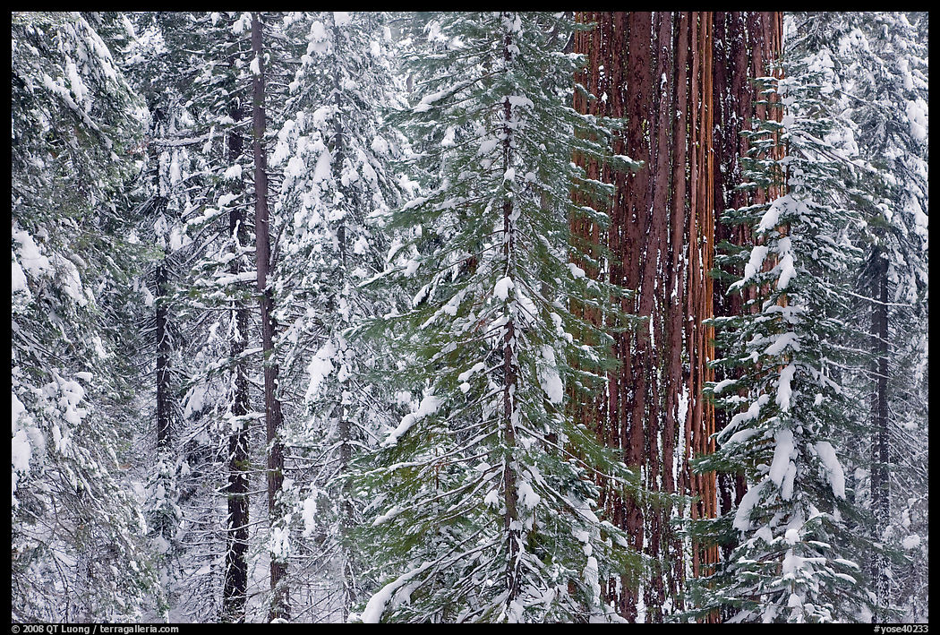 Wintry forest with sequoias and conifers, Tuolumne Grove. Yosemite National Park, California, USA.