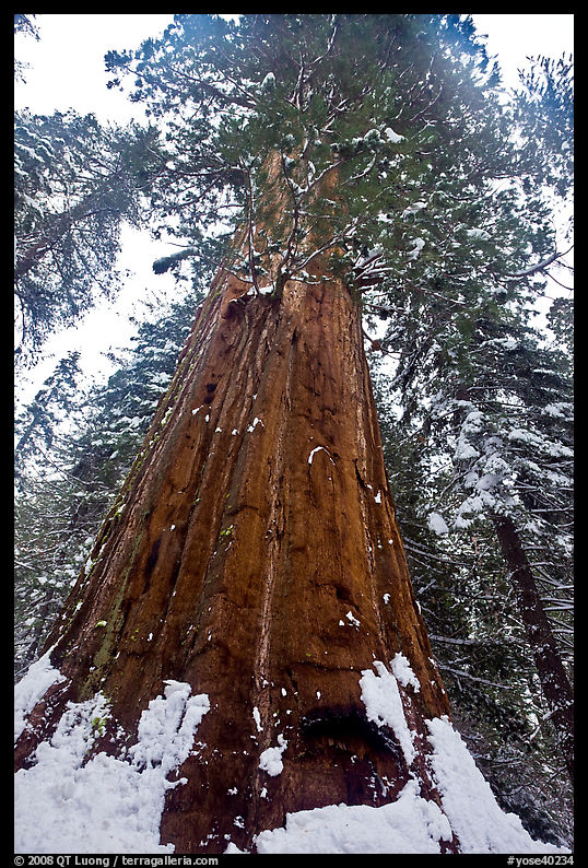 Giant sequoia seen from the base with fresh snow, Tuolumne Grove. Yosemite National Park, California, USA.