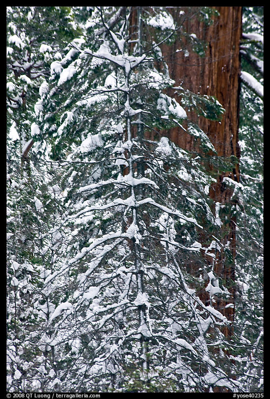 Tree branches and tree trunks with fresh snow, Tuolumne Grove. Yosemite National Park, California, USA.