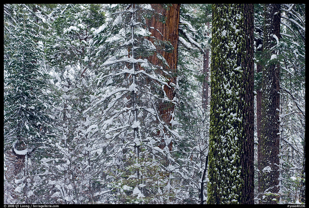 Snowy forest  and tree trunks, Tuolumne Grove. Yosemite National Park, California, USA.
