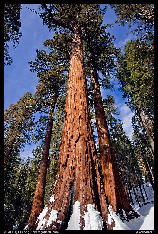 Sequoia tree named the Bachelor in winter. Yosemite National Park, California, USA.