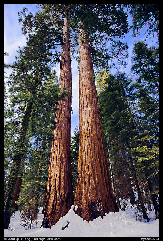 Giant sequoia trees in winter, Mariposa Grove. Yosemite National Park, California, USA.