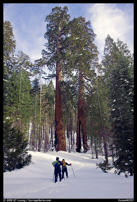 Skiing towards the Clothespin tree, Mariposa Grove. Yosemite National Park, California, USA.
