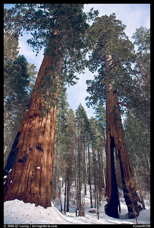 Two giant sequoia trees, one with a large opening in trunk, Mariposa Grove. Yosemite National Park, California, USA.