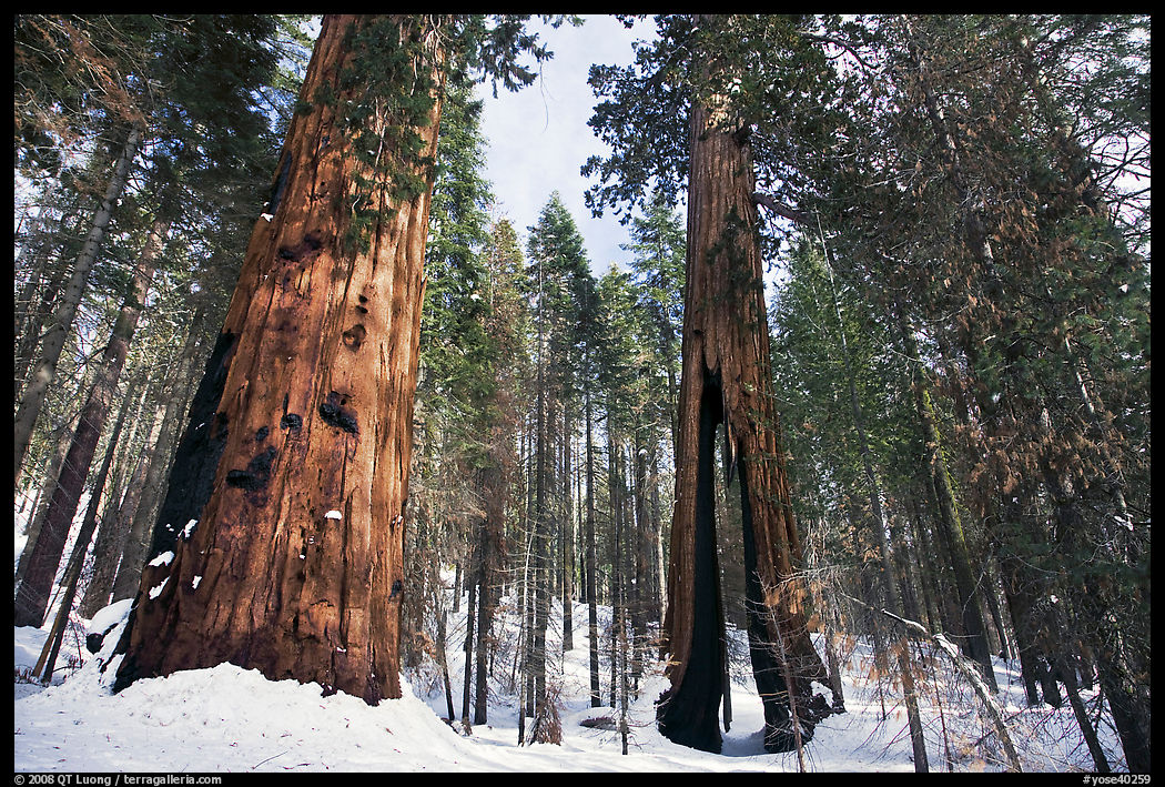 Mariposa Grove of Giant sequoias in winter with Clothespin Tree. Yosemite National Park, California, USA.