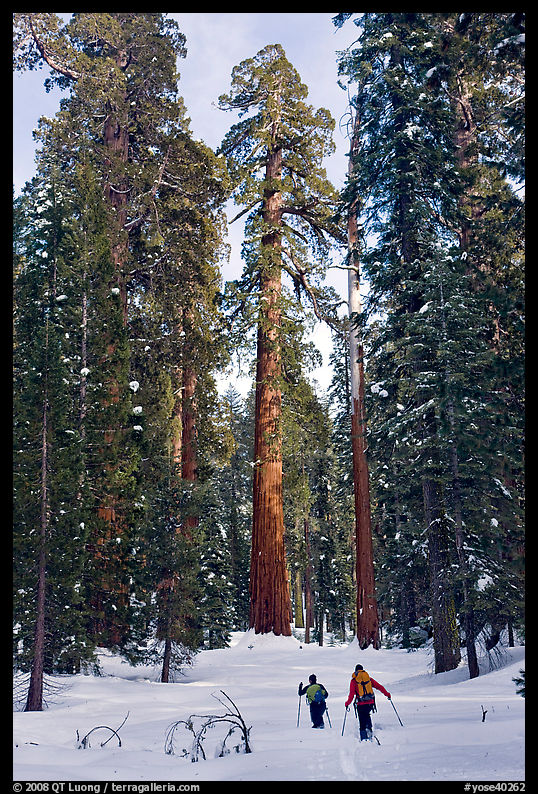 Backcountry skiiers and Giant Sequoia trees, Upper Mariposa Grove. Yosemite National Park, California, USA.