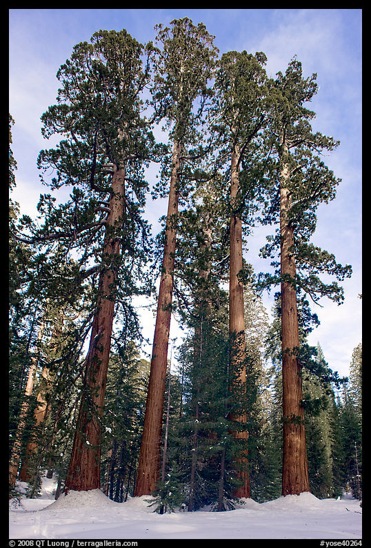 Upper Mariposa Grove in winter. Yosemite National Park, California, USA.