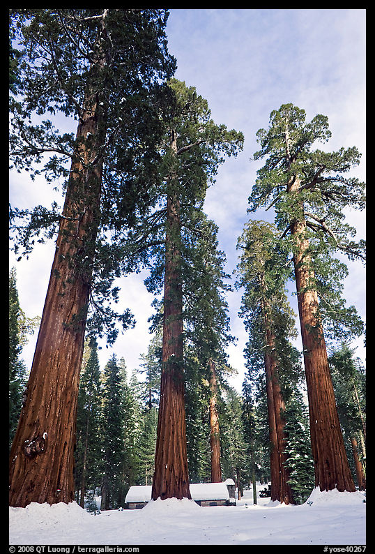 Upper Mariposa Grove and Mariposa Grove Museum in winter. Yosemite National Park, California, USA.