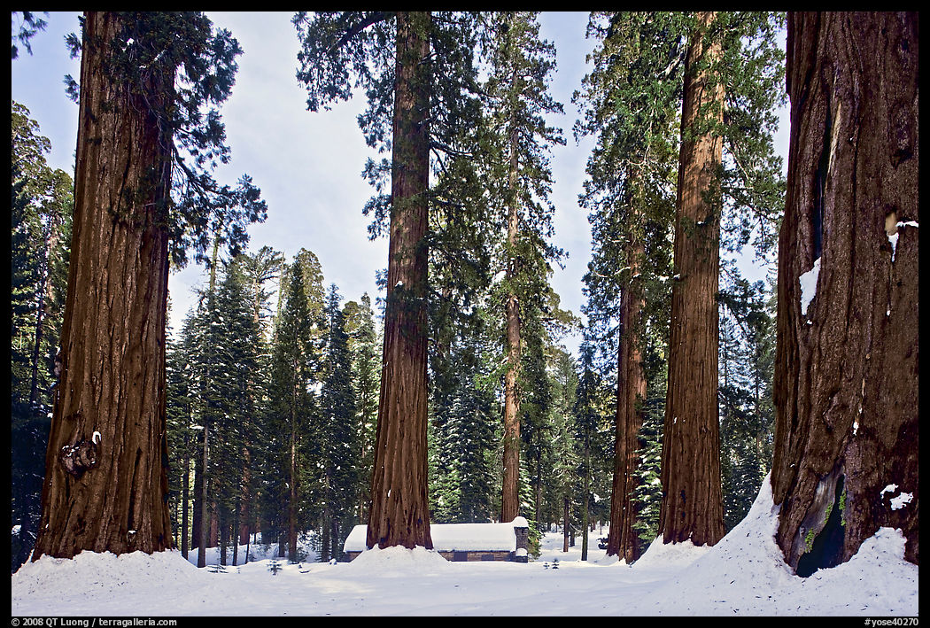 Giant sequoias, Upper Mariposa Grove, Museum, and snow. Yosemite National Park, California, USA.